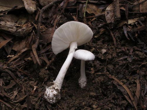 一家六口采食剧毒鹅膏菌后中毒